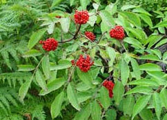 org:/gardening tips/Snoeiadvies/Individuele_pagina/Sambucus-racemosa.jpg